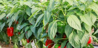 Produkcja papryki musi być nastawiona na jakość, cz. II