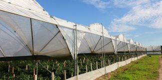 Warzywa z południa Mazowsza muszą być dobrej jakości