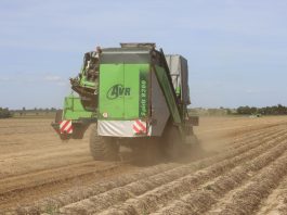 Zbiory ziemniaków w Niemczech niższe od średniej wieloletniej