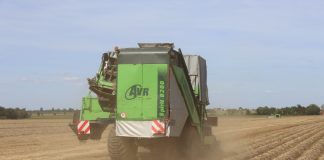 Zbiory ziemniaków w Niemczech niższe od średniej wieloletniej