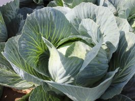 Odmiany Seminis na Charsznickich Dniach Kapusty