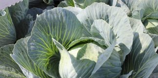 Odmiany Seminis na Charsznickich Dniach Kapusty