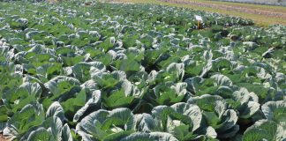 Rynkowa oferta kapust z firmy Enza na pokazach w Charsznicy