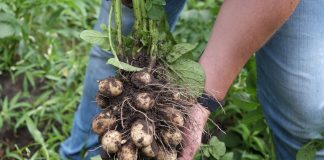 Produkcja ziemniaków w Polsce i na świecie na przestrzeni lat