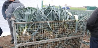 Kompleksowo o uprawie i zbiorze porów, cz. II