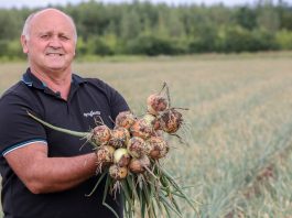 Czym się kierować przy wyborze odmiany cebuli? ( Cz. 1)