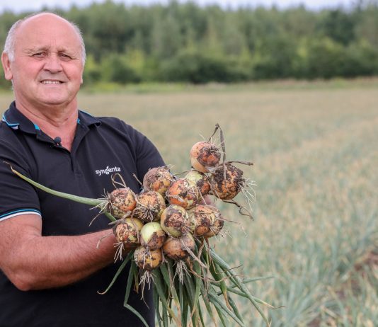 Czym się kierować przy wyborze odmiany cebuli? ( Cz. 1)