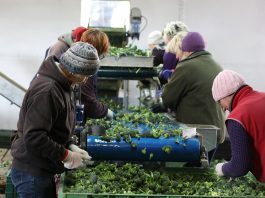 Rośnie szara strefa zatrudnionych w rolnictwie. Kary za nielegalne zatrudnienie to nawet 30 tys. zł