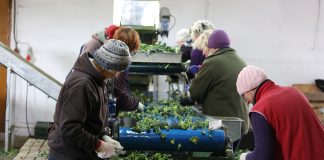 Rośnie szara strefa zatrudnionych w rolnictwie. Kary za nielegalne zatrudnienie to nawet 30 tys. zł