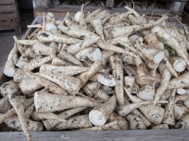 Pietruszka – satysfakcja z pracy jest najważniejsza (cz. II)