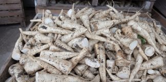 Pietruszka – satysfakcja z pracy jest najważniejsza (cz. II)