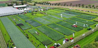 Pola pełne innowacji – kapusta, kalafior brokuł. Cz.I – FILM