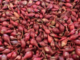 Rośliny pod stałą kontrolą- nowe przepisy i regulacje PIORiN