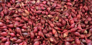 Rośliny pod stałą kontrolą- nowe przepisy i regulacje PIORiN