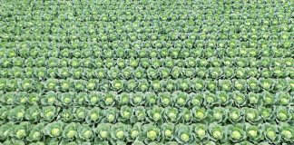 Odmiany kapust na sezon 2021