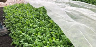 Siatki przeciw insektom na plantacjach ekologicznych