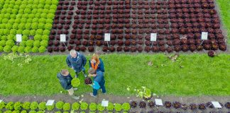 Podsumowanie sezonu sałatowego 2019. Na jakie odmiany warto postawić?