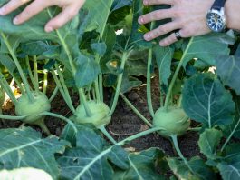 Kalarepa – odmiana dla producentów. FILM