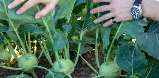 Kalarepa  – odmiana dla producentów. FILM