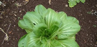 Czy uszkodzone rośliny mogą być zdrowsze dla człowieka?