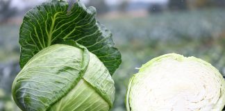 Kapusta do przetwórstwa i do przechowywania. Sezon 2020