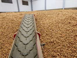 Jak się przechowuje cebula? Pryzma cebuli w połowie lutego