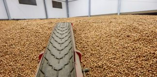 Jak się przechowuje cebula? Pryzma cebuli w połowie lutego