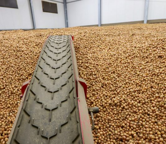 Jak się przechowuje cebula? Pryzma cebuli w połowie lutego