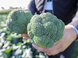 Brokuły do wiosennych nasadzeń