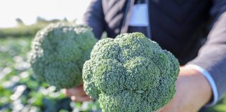 Brokuły do wiosennych nasadzeń