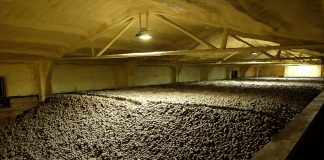 Przechowywanie ziemniaków – elementy sukcesu