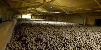 Jak przechowują się ziemniaki w gospodarstwie SGGW w Żelaznej