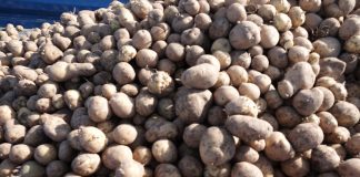 Rośnie import ziemniaków i cebuli z Rosji