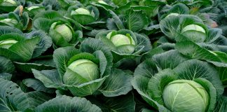 Odmiany kapusty na świeży rynek. Sezon 2020