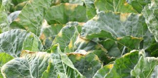 ABC zwalczania chorób grzybowych warzyw kapustnych, cz. II – choroby bakteryjne