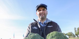 Warzywa na trudne warunki uprawowe (cz. II) – kalafiory i brokuły