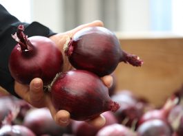 Cebula czerwona – przegląd odmian