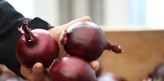 Cebula czerwona – przegląd odmian