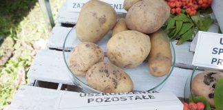 Pojawienie się tej choroby może spowodować do 50% strat w plonie ziemniaków