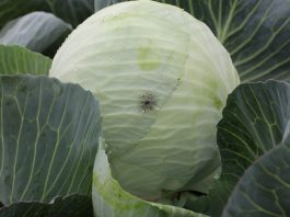 Jak ustrzec kapustne przed zgnilizną twardzikową, szarą pleśnią i czernią krzyżowych?