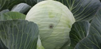 Jak ustrzec kapustne przed zgnilizną twardzikową, szarą pleśnią i czernią krzyżowych?