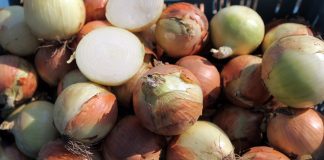 Nowe możliwości zbytu cebuli, czosnku i innych warzyw