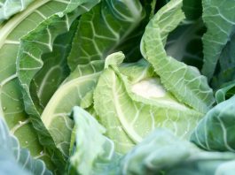 Ważna informacja dla producentów kalafiorów. Nadjeżdża JAVA!