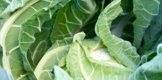 Ważna informacja dla producentów kalafiorów. Nadjeżdża JAVA!