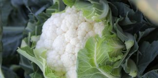 Liderzy lata. Kalafiory, które nie zawodzą podczas wysokich temperatur