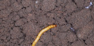 Przed siewem warzyw i kukurydzy wykonaj odkrywki glebowe