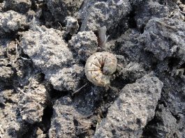 Rolnice – zagrożenie i możliwości zwalczania (metody chemiczne i niechemiczne) jak wygląda rolnica