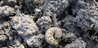 Rolnice – zagrożenie i możliwości zwalczania (metody chemiczne i niechemiczne) jak wygląda rolnica