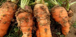 Nicienie w uprawie marchwi (cz. I)