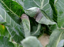 ABC zwalczania chorób grzybowych warzyw kapustnych (cz. I) – choroby grzybowe choroby kapusty zdjęcia